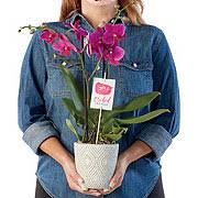 Luxurious, upscale flowers, plants & gifts. Flowers Arrangements Shop H E B Everyday Low Prices