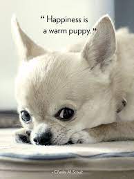 Aw, hewwo, widdle chihuahua, she said. Chihuahua Dog Quotes Quotesgram