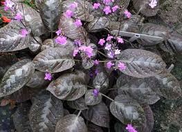 Image result for Pogonospermum attenuifolium