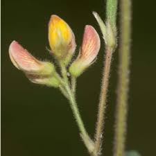 Image result for Eriosema verdickii