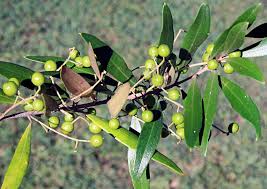 Image result for Olea capensis