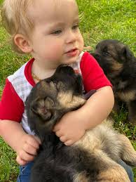 Bentley German Shepherds