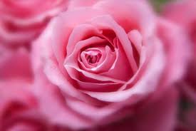 Check spelling or type a new query. 50 Gambar Bunga Mawar Tercantik Di Dunia Warna Putih Ungu Pink Dan Hitam Salamadian