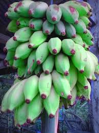 Meskipun begitu, jika mengenakan baju warna ini, penampilanmu akan tetap terlihat mencolok. Pisang Wak Steemit