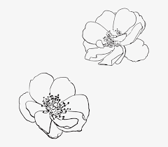 1,912 free images of apple blossom. Free Image On Pixabay Apple Blossom Flower Outline Png Image Transparent Png Free Download On Seekpng