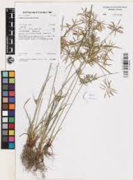 Image result for Cyperus sphacelatus