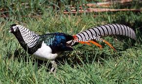 Lady Amherst S Pheasant Chrysolophus Amherstiae Google Search Sulun Ve Kus