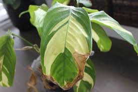The never never plant produces bushing stems with splendid variegated leaves. Plant Rescue Ctenanthe Lubbersiana Never Never Plant Suburbansill