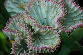 Unusual Flower Ho Chi Minh City Vietnam