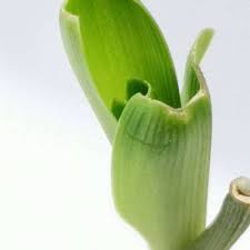 Image result for Trachyandra saltii