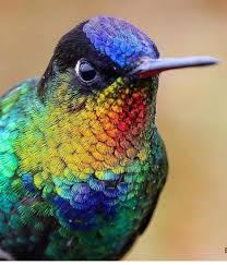 Bird With Colorful Feathers Pin By Renu On Birds With Colourful Feathers Birds Bird Colorful Birds
