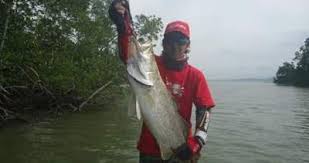Ikan kakap putih (lates calcarifer). Pancing Jepang Teknik Berburu Kakap Putih Tanah Bumbu Kal Sel