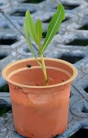 Image result for Lactuca setosa