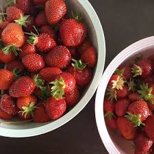 Notre Cueillette De Fraises Je Me Rejouis Et Je Souris Flowetmoi Fermedupommier Schnersheim Cueillette Fraises Fraisesdalsace Macampagne Slow I 2020