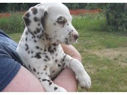 She is white with black. Adorable Dalmatian Puppies Animals Sugar Land Texas Announcement 29348
