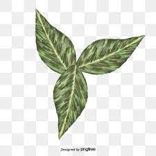 Hd Green Tea Leaves Green Leaves Tea Png Transparent Image And Clipart For Free Download Green Leaf Tea Leaf Clipart Watercolor Leaves