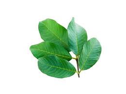 Cukup untuk diminum $ kali sehari. 7 Manfaat Daun Jambu Biji Dari Cegah Diabetes Hingga Obesitas