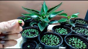 The jade plant and flaming katy are in the same family of plants. Mother Of Millions Fast Growing Succulent Perfect For Home House And Fig