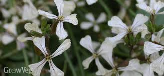 I am not sure when it will flower as it has already been in the pot about a month and is not doing anything but growing! Growing Arugula In Your Vegetable Garden
