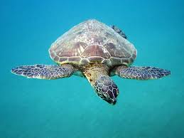 Sea Turtles And The Gulf Of Mexico Oil Spill National