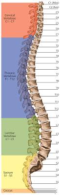 There are three parts to the trapezius. Spinal Cord Column Spinal Cord Injury Information Pages
