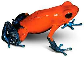 What's the name of the frog that has translucent skin, so … Amphibians Quiz Amphibians Quiz For Kids Dk Find Out