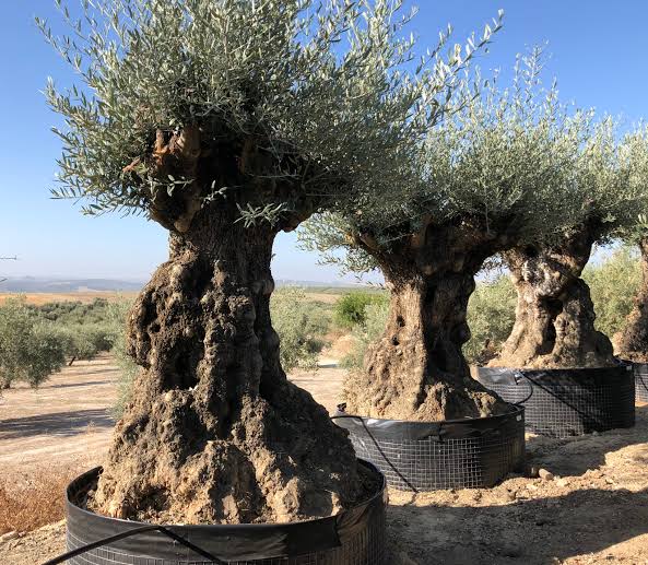 شجرة زيتون معمرة تجسد الصمود والعراقة, généré par IA