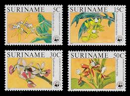 Image result for Orthochilus ruwenzoriensis