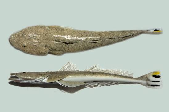 Platycephalus westraliae