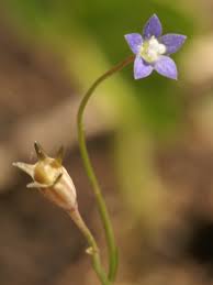 Una ning gihulagway ni george bentham. Wahlenbergia Multicaulis