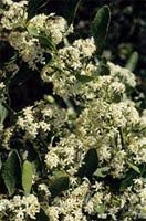 Image result for Gymnosporia buxifolia