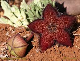 Image result for Tridentea marientalensis