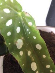 Image result for Brownleea maculata