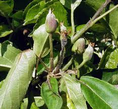 Wet snow falls on the green leaves and flowers. Scouting For Blossom Blight Symptoms Of Fire Blight In Apples Msu Extension