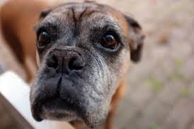 Weight Loss In Older Dogs What Causes It When To Worry