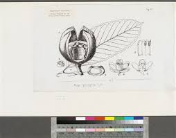 Image result for Khaya grandifoliola