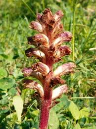 Image result for Orobanche minor