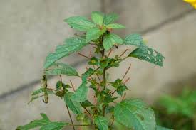Image result for Acalypha nyasica