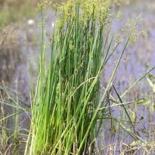 Image result for Cyperus denudatus