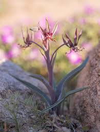 Image result for Ornithoglossum