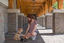 Read reviews and check rates for this and other hotels in whistler, british columbia, canada. Whistler Village Inn Suites Whistler Aktualisierte Preise Fur 2021