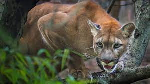 Puma se, branded as puma, is a german multinational corporation that designs and manufactures athletic and casual footwear, apparel and accessories, which is headquartered in herzogenaurach, bavaria, germany. Zwei Verletzte Video Zeigt Puma Angriff Auf Beamtin Gala De
