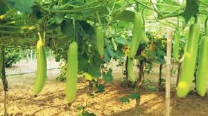 महंगे खादों की जरूरत नहीं, लौकी की बेल को दें ये खाद, फसल होगी दोगुनी -  plant care no need for costly fertilizers use this one for double the  bottle gourd yield