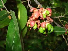 Image result for Ochna ovata