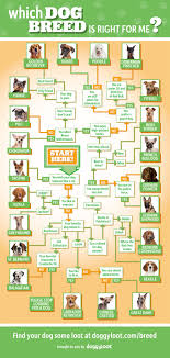 Which Dog Breed Is Right For Me Doowaggle