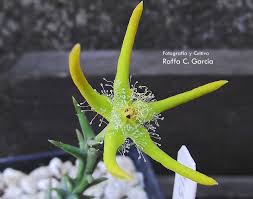 Image result for Orbea rogersii