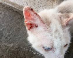 Image of Feline scabies in cats