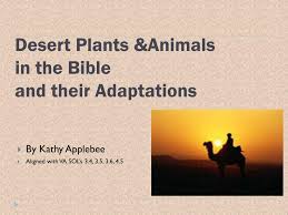 Ppt Desert Plants Animals In The Bible And Their Adaptations Powerpoint Presentation Id 4653784