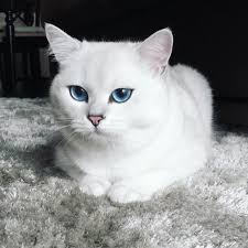 Black And White Cat With Blue Eyes Snow White Fur With Contrasting Crystal Blue Eyes No Wonder He Has Taken Over The Internet This Is No Ordinary Cat Cute Cats Beautiful Kittens Cute Animals