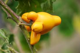 Image result for Solanum mammosum